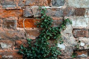 Texture background of bricks with lines photo