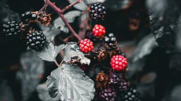 Ripe Blackberries on a Bramble Bush photo