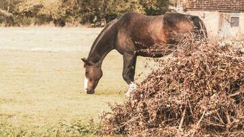 castaña belleza de cerca de un maravilloso caballo foto