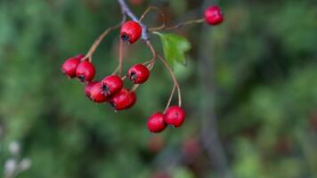 Macro Closeup of Ripe Hawthorn Berries in Autumn photo