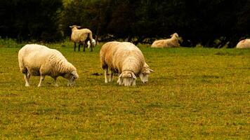 Flock of Woolly Sheep on a Countryside Farm photo