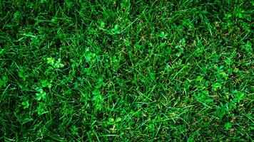 Texture background of green grass photo