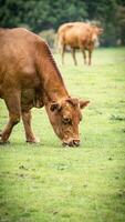 Rural Meadow Grazing Brown Cattle in Green Pasture photo