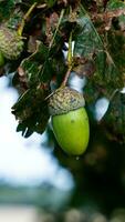 Detailed Macro Shot of European Oak Leaf and Acorn photo