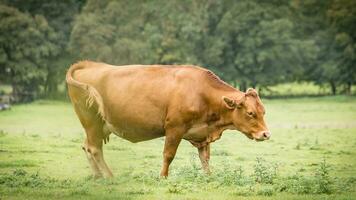 Rural Meadow Grazing Brown Cattle in Green Pasture photo