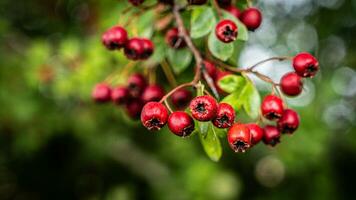 Macro Closeup of Ripe Hawthorn Berries in Autumn photo