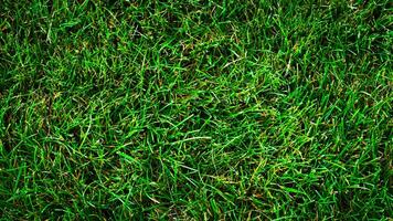 Texture background of green grass photo