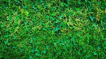 Texture background of green grass photo