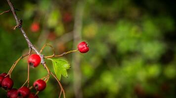 Macro Closeup of Ripe Hawthorn Berries in Autumn photo