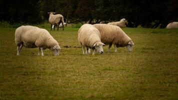 Flock of Woolly Sheep on a Countryside Farm photo