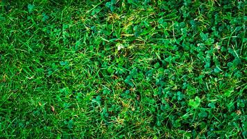 Texture background of green grass photo