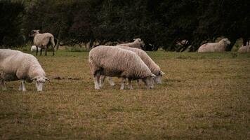 Flock of Woolly Sheep on a Countryside Farm photo