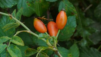 Macro Shot of Ripe Rose Hips in Nature photo