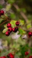 Macro Closeup of Ripe Hawthorn Berries in Autumn photo