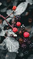 Ripe Blackberries on a Bramble Bush photo