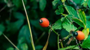 Macro Shot of Ripe Rose Hips in Nature photo