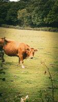 Rural Meadow Grazing Brown Cattle in Green Pasture photo