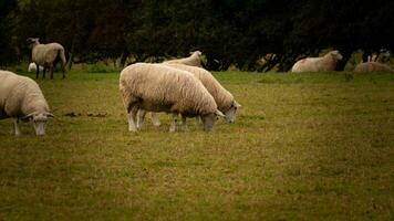 Flock of Woolly Sheep on a Countryside Farm photo