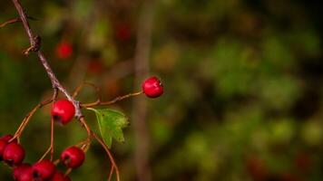 Macro Closeup of Ripe Hawthorn Berries in Autumn photo