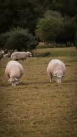 Flock of Woolly Sheep on a Countryside Farm photo