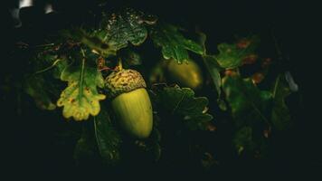 Detailed Macro Shot of European Oak Leaf and Acorn photo