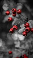 Macro Closeup of Ripe Hawthorn Berries in Autumn photo