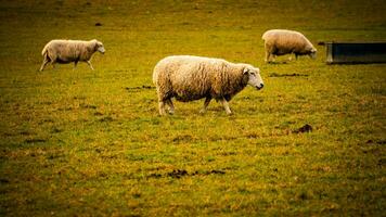escénico ver de un rebaño de lanoso oveja dispersado a través de un pintoresco campo granja. esta imagen vitrinas el armonía Entre naturaleza y agricultura. foto