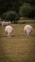 Flock of Woolly Sheep on a Countryside Farm photo