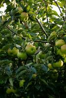 Green apples on tree branch photo