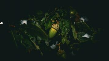 Detailed Macro Shot of European Oak Leaf and Acorn photo