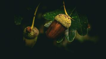 Detailed Macro Shot of European Oak Leaf and Acorn photo