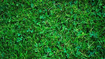 Texture background of green grass photo