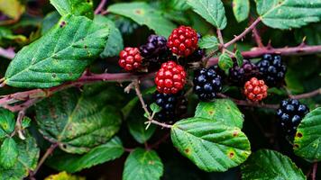 Ripe Blackberries on a Bramble Bush photo