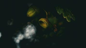 Detailed Macro Shot of European Oak Leaf and Acorn photo