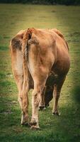 Rural Meadow Grazing Brown Cattle in Green Pasture photo