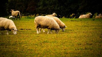 Flock of Woolly Sheep on a Countryside Farm photo