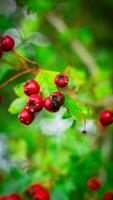 Macro Closeup of Ripe Hawthorn Berries in Autumn photo