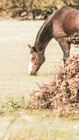 Chestnut Beauty Closeup of a Stunning Horse photo