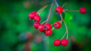 Macro Closeup of Ripe Hawthorn Berries in Autumn photo