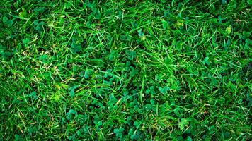 Texture background of green grass photo