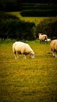 Flock of Woolly Sheep on a Countryside Farm photo