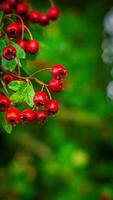 Macro Closeup of Ripe Hawthorn Berries in Autumn photo