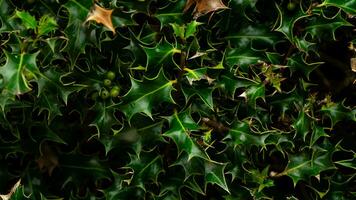 Tropical Jungle Abstract Top View Foliage photo