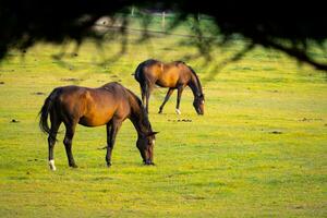 caballos en campo a puesta de sol amanecer foto