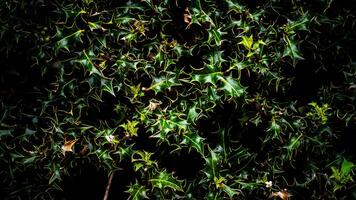 Tropical Jungle Abstract Top View Foliage photo