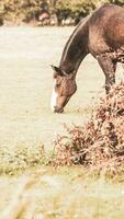 castaña belleza de cerca de un maravilloso caballo foto