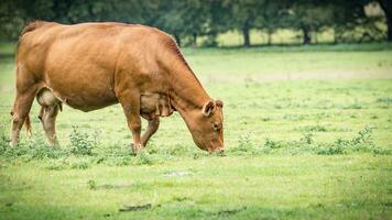 Rural Meadow Grazing Brown Cattle in Green Pasture photo