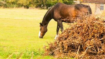 Chestnut Beauty Closeup of a Stunning Horse photo