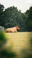 Rural Meadow Grazing Brown Cattle in Green Pasture photo