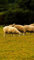rebaño de lanoso oveja en un campo granja foto